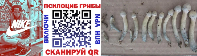 Псилоцибиновые грибы GOLDEN TEACHER Надым
